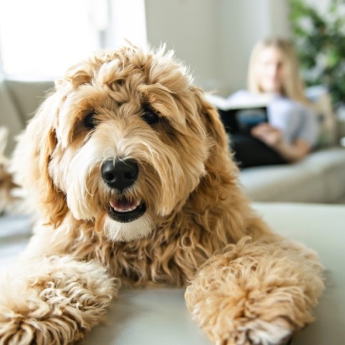 a dog sitting on a couch