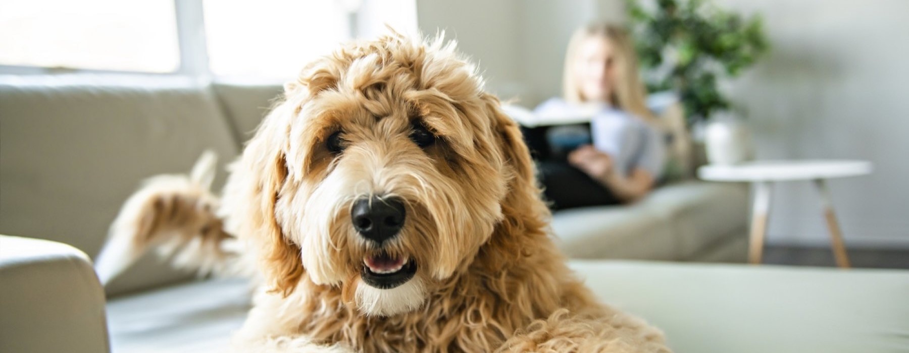 a dog sitting on a couch
